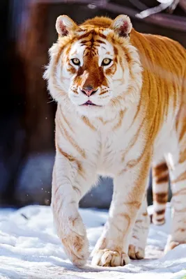 Золотой тигр | Gatos selvagens, Fotos de animais selvagens, Imagens de  animais selvagens