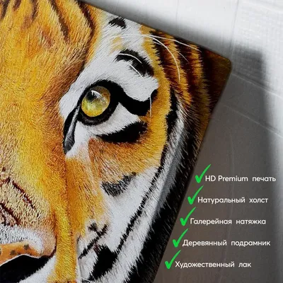 Золотой тигр Tabby стоковое изображение. изображение насчитывающей сила -  33098393