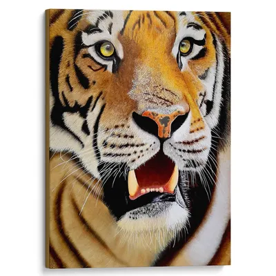 Самка Белого Бенгальского Тигра Золотой Тигр — стоковые фотографии и другие  картинки Без людей - Без людей, Белый тигр, Бенгальский тигр - iStock