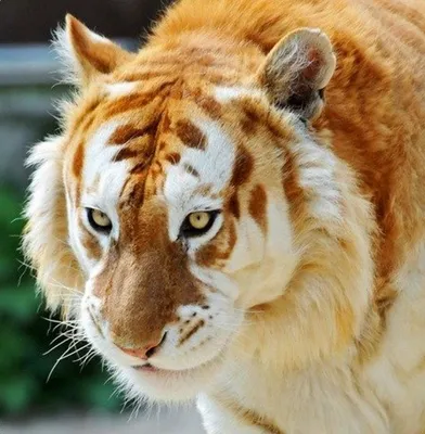 Золотой тигр: редкая мутация обыкновенного тигра | Место в Мире | Дзен