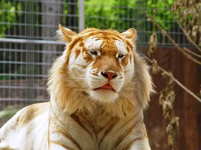 Пазл золотой тигр - разгадать онлайн из раздела \"Животные\" бесплатно