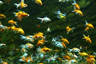 Загадочные золотые рыбки для скачивания бесплатно