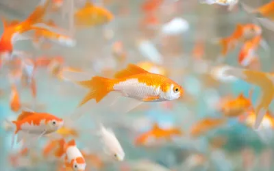 Фантастические фото золотых рыбок в формате 4k