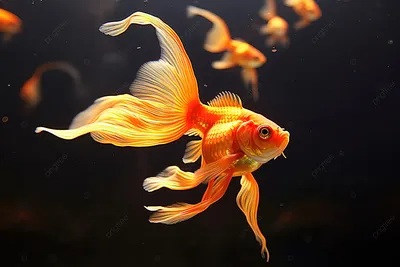 Волшебные золотые рыбки на фоне водопада