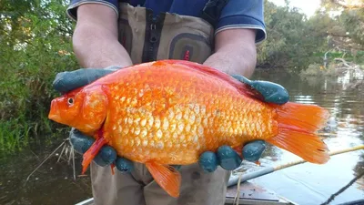 Загадочные золотые рыбки, живущие в чудесных прудах