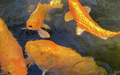 Фантастические золотые рыбки в прекрасном качестве