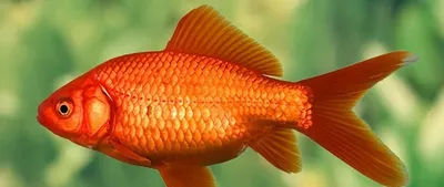 Фантастические золотые рыбки в формате webp