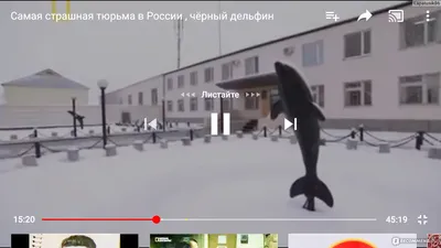 Черный дельфин\" и другие. Как живется на российской зоне - Еленин — КОНТ