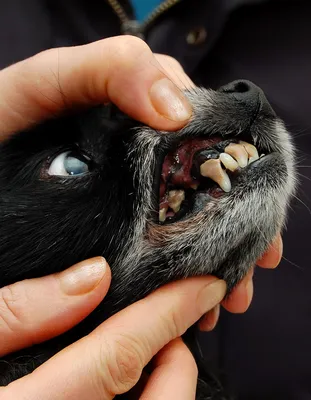 Зубной камень у кошек и собак: симптомы и лечение, профилактика, чистка,  фото | Ветклиника Bonita