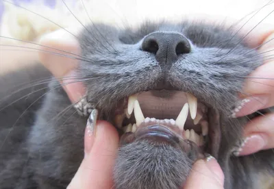 Зубной камень у кошек: профилактика, удаление, чистка, фото