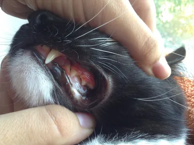 Сытая Морда - Зубной камень у собак и кошек 🦷Зубной налет — это  известковые отложения пищи и бактерий, скапливающиеся на зубах. Если не  проводить гигиенический уход ротовой полости, из налета формируется зубной
