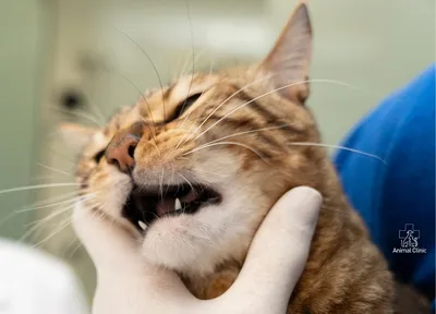 Зубной камень у кошек: когда надо нести питомца к стоматологу