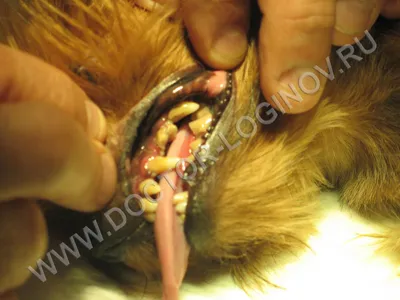 Уход за зубами ProDen PlaqueOff - «Удалить зубной камень без чистки легко и  просто! PlaqueOff помог моему коту.» | отзывы