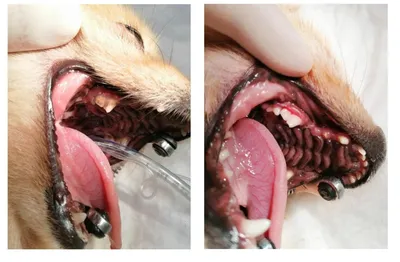 Зубной камень у собак - BarberPet