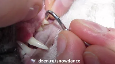 Зубной камень у собаки, кота: почему появляется и что делает  ветеринар-стоматолог для удаления окаменевшего налёта?