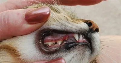 Удаление зубного камня у кошек | Цены на удаление зубного камня - ЗооПорт