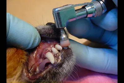 Восстанавливающий гель для полости рта домашних животных, неприятный запах  изо рта, зубной камень, освежающее дыхание очищающее средство для кошек и  собак - купить с доставкой по выгодным ценам в интернет-магазине OZON  (1186854790)