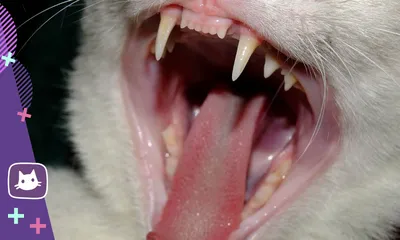 Зубной камень у кошек | Пикабу
