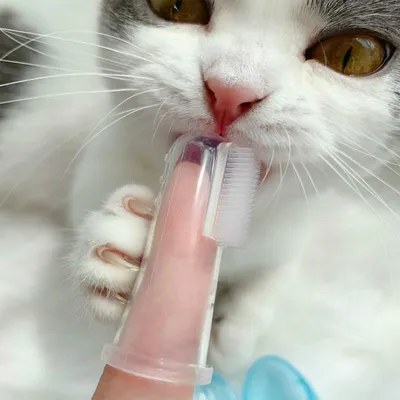 Как можно чистить зубы кошке в домашних условиях? | Hill's Pet