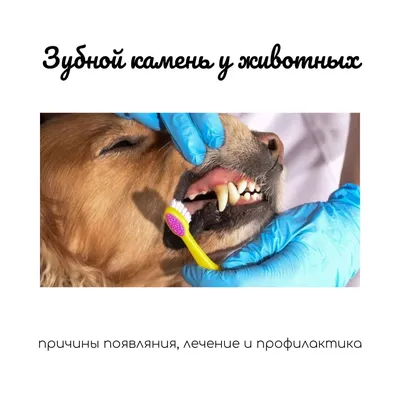 Чистка зубов собаке ультразвуком (Удаление зубного камня у собак) в  приемной доктора М.Шелякова - YouTube