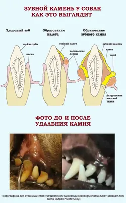 Чистка зубов собаке Волгоград