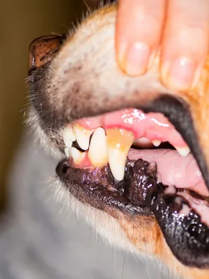 Чистка зубов у животных | Пикабу
