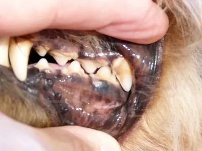 Удаление зубного камня у собак: основные способы | Zoohub