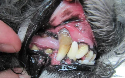 Что делать, если у вашей собаки появился зубной камень? | Пикабу