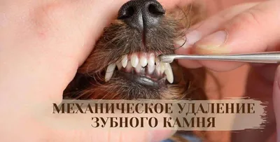 Чистка зубов ультразвуком у животных
