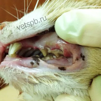 Зубной камень у собак | CatVetDog | Дзен