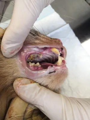Коричневый налет на зубах и есть зубной камень - Лидерско-Ролевое Обучение  Собак