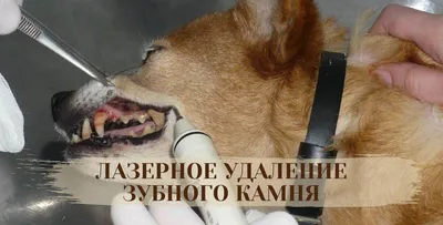 Зубной камень у кошек, фото - СитиВет, СПб