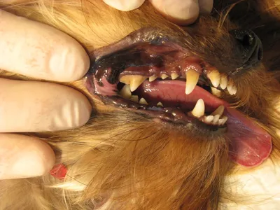 Зубной камень у собак и кошек. Чистка зубов ультразвуком под наркозом |  Говорит Ветклиника 💬 | Дзен