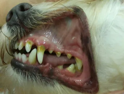 Удаление зубного камня ультразвуком у собак и кошек в Москве: как  проводится, цена и другие вопросы