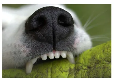 Зубной камень у собак фото фотографии