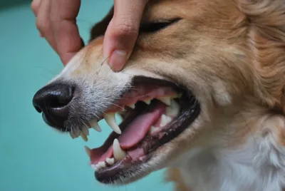 Средство для профилактики зубного камня у собак и кошек, порошок, 180г,  ProDen PlaqueOff