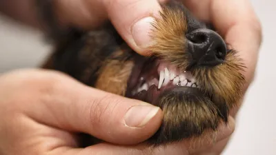 Ультразвуковая чистка зубов собаке и кошке без боли