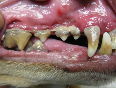 Зубной камень у животных: чем опасен и как лечить | Ветеринарный центр Успех
