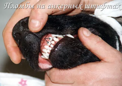 Зубной камень у собак | \"Компаньон\" - Ветеринарная Клиника в Минске
