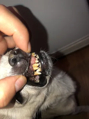 Зубная щетка для собак / Ультразвуковой скалер для удаления зубного камня у  собак / Уход за полостью рта для животных по низкой цене с доставкой в  интернет-магазине OZON (751512258)