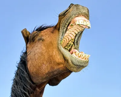 Зубы лошади рисунок - 64 фото