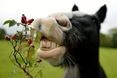 Действительно ли можно определить возраст лошади по зубам?