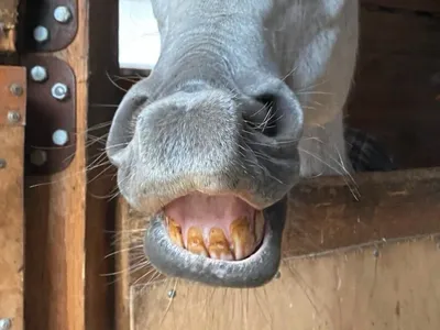 Зубы лошади, определение возраста лошади | ВКонтакте