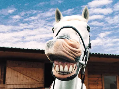 Зубы лошади: почему это важно? | Виталий Солобай | Дзен