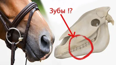 Зачем лошадям подпиливают зубы? Конная стоматология. | Коноблог: Алиса и  Медея | Дзен