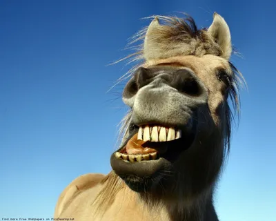 Шок, лошадям выбивают зубы для железа. | Коноблог: Алиса и Медея | Дзен