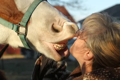 Белоснежная улыбка. Стоматолог полирует зубы лошади.