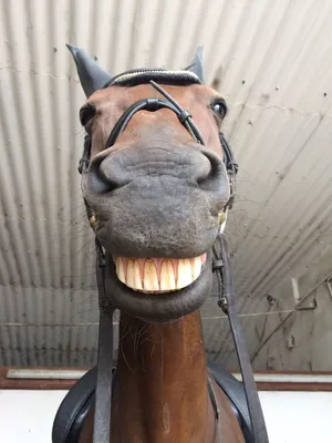 Верховая езда на Планерной - Уход за зубами. Для того, чтобы ваша лошадь  была здоровой во всех отношениях, необходимо следить за состоянием её зубов.  Конные стоматологи рекомендуют делать это каждые 6-12 месяцев.