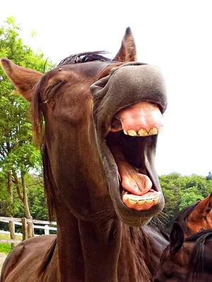 Зубы лошади стоковое фото. изображение насчитывающей усмехаться - 98606952