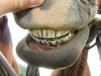 зубы лошади s чистки стоковое изображение. изображение насчитывающей пальто  - 766997